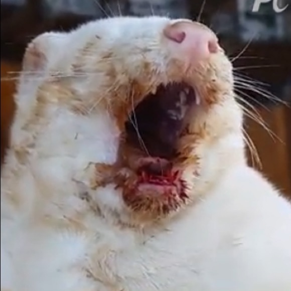 ‼️SAY NO TO MINK EYELASHES & COATS! 🧥👁 - Picture 16 of 16